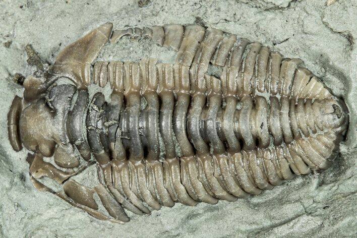 Bargain, Prone Flexicalymene Trilobite Fossil - Indiana #289958